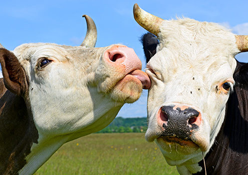 mucche in via di estinzione