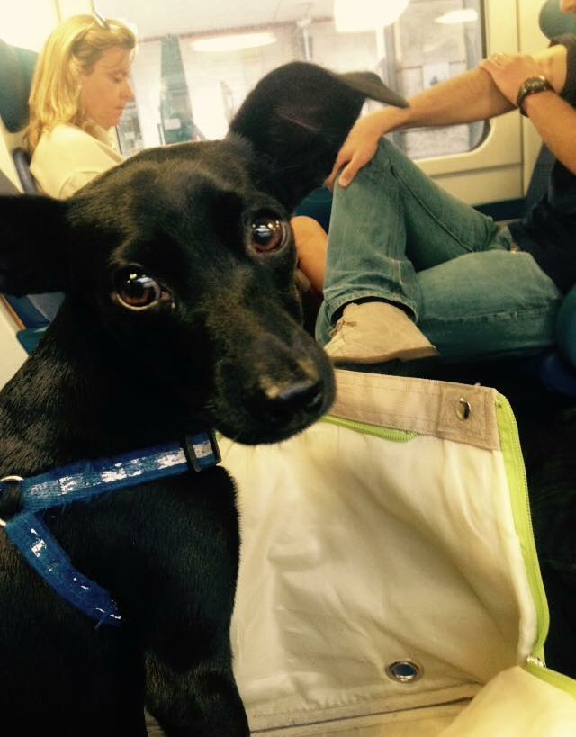 Cani in treno a 5 euro